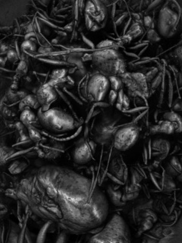 Lea Liebl, Ameisenkolonie, 2025 